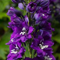 Ostróżka ogrodowa 'Excalibur Dark Blue White Bee' (Delphinium elatum) 2.0L