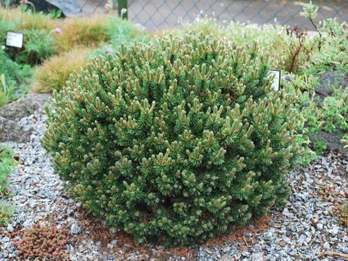 Sosna kosodrzewina Mini Mops C3 na Arena.pl