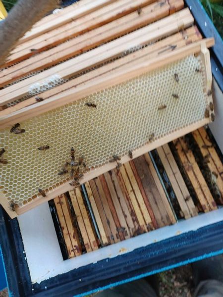 Polski miód rzepakowy 2024 naturalny prawdziwy z Polskiej pasieki zdjęcie 3