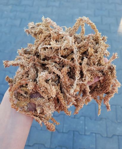 Mech Sphagnum Torfowiec Podłoże do Storczyków 250g na Arena.pl