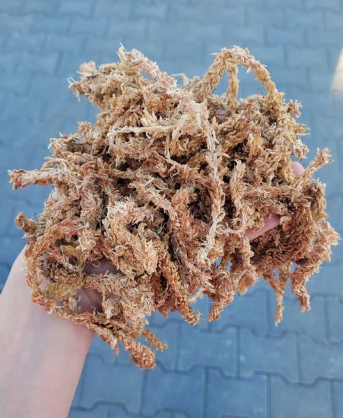 Mech Sphagnum Torfowiec Podłoże do Storczyków 250g zdjęcie 2