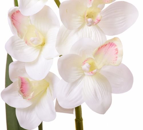 Storczyk Cymbidium kompozycja w białej donicy na Arena.pl