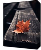 Obraz 30x40cm Pojedynczy Liść