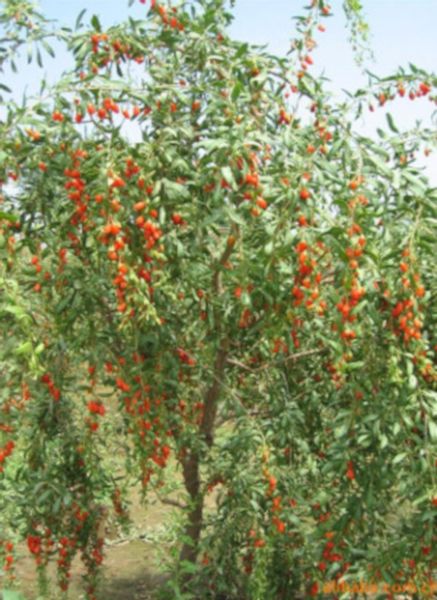 JAGODA GOJI NEW BIG Kolcowój - sadzonki w doniczkach zdjęcie 3