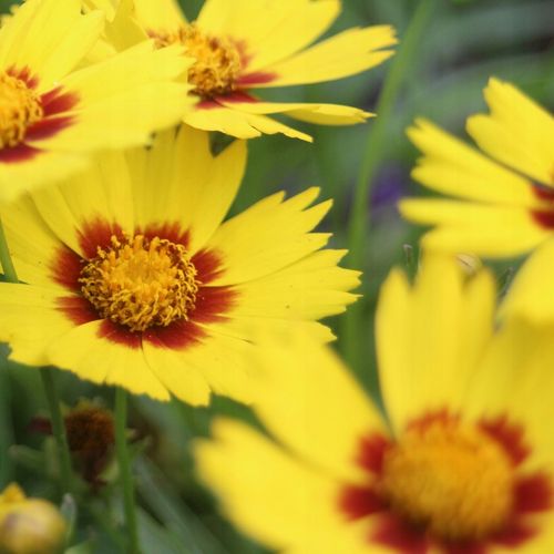 Nachyłek wielkokwiatowy ANDIAMO YELLOW RED Żółty Na letnie rabaty Sadzonki na Arena.pl