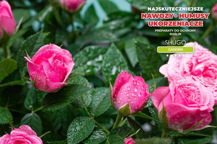 Nawóz do Róż 5 kg SHUGO zdjęcie 16