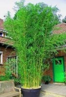 BAMBUS polski zimozielony - sadzonki 30 / 50 cm