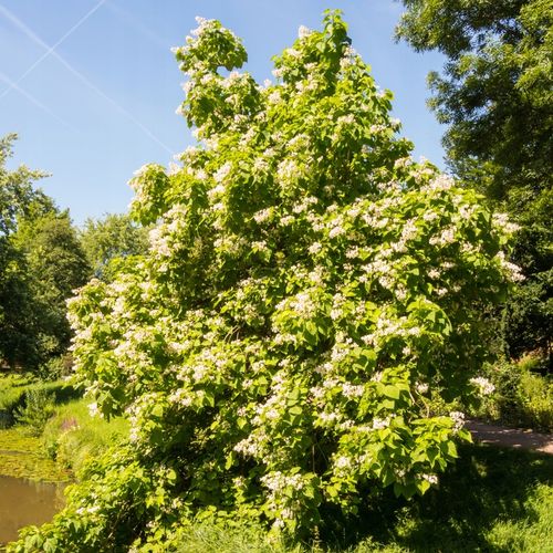 Surmia wielkokwiatowa KATALPA Miododajna Catalpa Duże sadzonki na Arena.pl