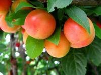 ŚLIWA MIODOWA bardzo duże owoce - sadzonki 90 / 140 cm