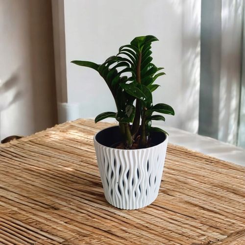 Zamioculcas zamiifolia Zenzi Gęsta sadzonka zamia zamioculus ZENZI na Arena.pl