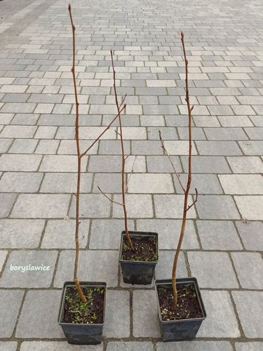 Jarząb szwedzki (Sorbus intermedia) w doniczkach C2, wysokość 60-80 cm na Arena.pl
