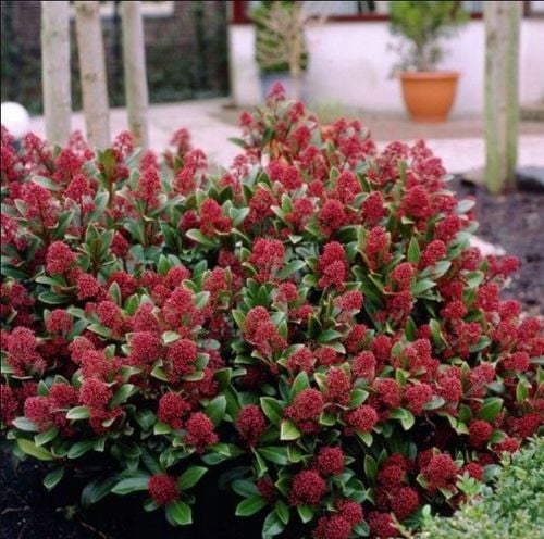 SKIMIA JAPOŃSKA Duże Sadzonki 1L 'Rubella' na Arena.pl