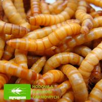 Mącznik młynarek - 1000 ml, 1 litr + legalna wysyłka