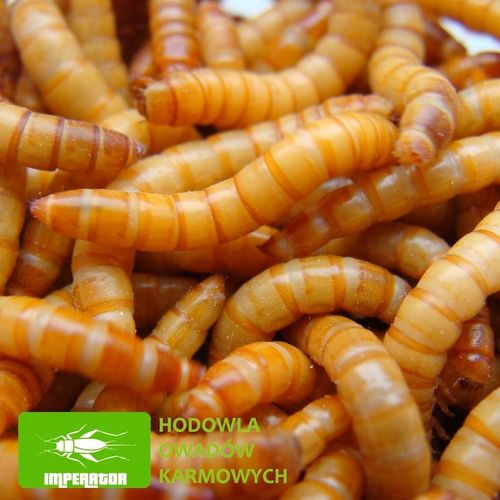 Mącznik młynarek - 1000 ml, 1 litr + legalna wysyłka na Arena.pl