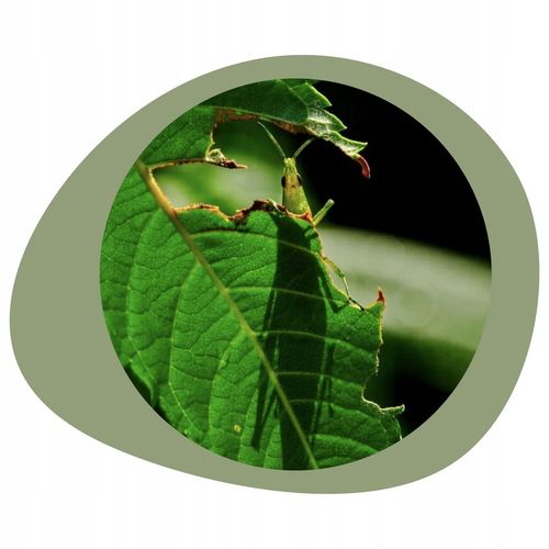 COMPO 2w1 NA CHOROBY I SZKODNIKI - MSZYCE PRZĘDZIORKI WCIORNASTKI na Arena.pl