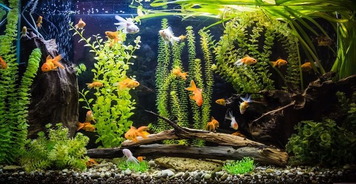 Świetlówka LED 5630 akwarium 40cm I zdjęcie 7