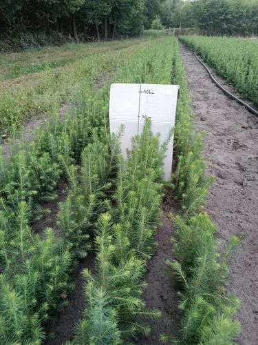 Świerk pospolity sadzonki 15-30 cm komplet 100 sztuk na Arena.pl