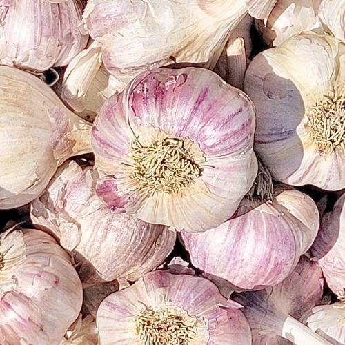 CZOSNEK HARNAŚ 1 KG ozimy polskie główki mocny aromat (ZBIÓR 2025) na Arena.pl