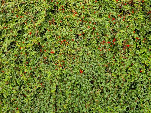 Irga płożąca Dammera 'Mooncreeper' (Cotoneaster dammeri) Doniczka 1.0L na Arena.pl