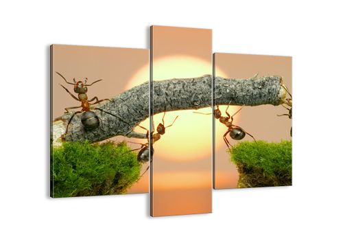 Obraz Na Płótnie - Przyroda Mrówka - 95X80 Cm - Cb95X80-2104 na Arena.pl