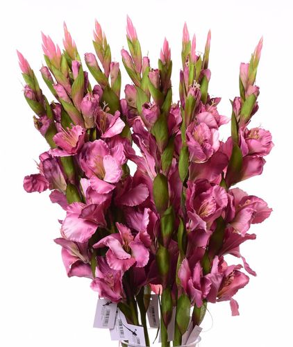Mieczyk fioletowy 84cm na Arena.pl