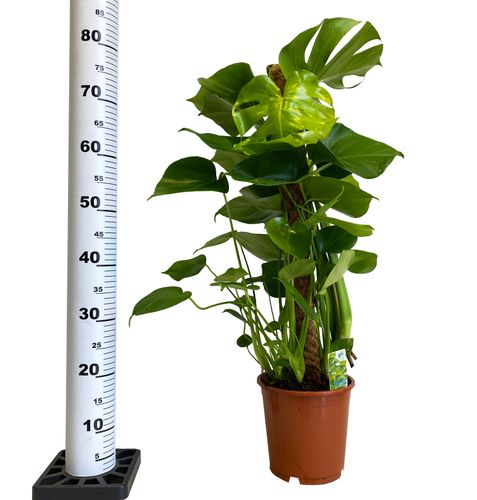 Monstera DZIURAWA DELICIOSA 80 cm na Arena.pl