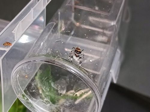 SAMICA Skakun Królewski Phidippus regius SOROA L6/L7 +SIATKA GRATIS skakuny na Arena.pl