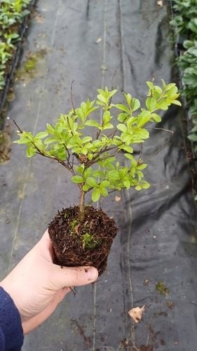 LAGERSTROEMIA INDYJSKA PINK, BEZ POŁUDNIA, NAJDŁUŻEJ KWITNĄCY KRZEW na Arena.pl