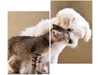 80X70CM PRZYJACIELE DUO OBRAZ