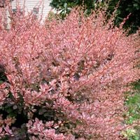 Berberys thunberga ROSE GLOW Różowe liście P9