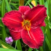 Liliowiec 'Chicago Apache' Czerwony (Hemerocallis) Doniczka 2.0L