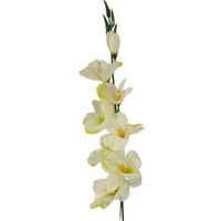 Mieczyk pojedynczy średni cream/green GM42 12 szt