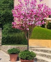 MAGNOLIA SUSAN NA PNIU POLSKA PRODUKCJA - sadzonki 80 / 100 cm
