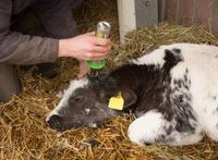 Dekornizator gazowy GasBuddex, 15 mm, stal nierdzewna, bez gazu, Kerbl