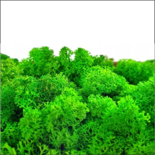 Eco Lustro z Mchem na Arena.pl