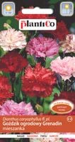 NASIONA Kwiatów Goździk Ogrodowy Mieszanka MIX 0,5g Kwiaty Grenadin 421240