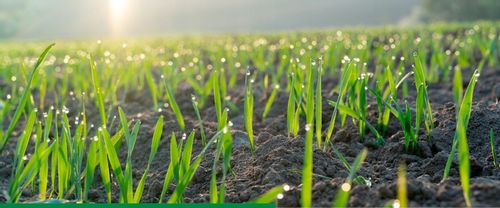 Maxim 025 FS 1L SYNGENTA - zaprawa do nasion o szerokim zastosowaniu na Arena.pl