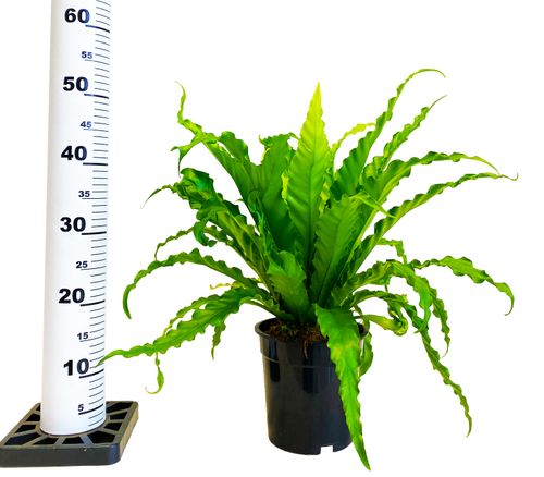 ASPLENIUM Antiquum Osaka 45cm na Arena.pl