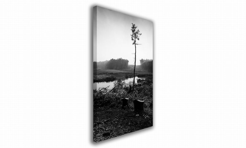 OBRAZ NA PŁÓTNIE 093 Sosna 20x30cm zdjęcie 1