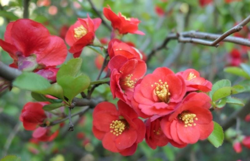 PIGWOWIEC POŚREDNI Fire Dance - sadzonki w don. !! zdjęcie 2