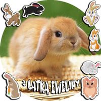 OPŁATEK NA TORT 20CM - KRÓLIK KRÓLICZEK + IMIĘ + ! 15CM 18CM