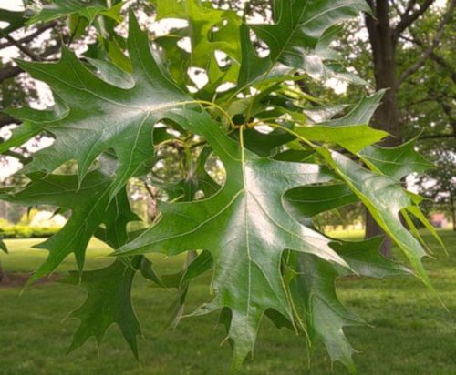 DĄB BŁOTNY Quercus palustris NASIONA 80 sztuk - 100g. na Arena.pl
