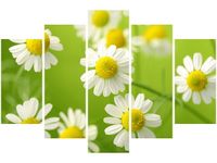 100CM 150CM OBRAZ 5 ELEM RUMIANEK ŚCIENNY