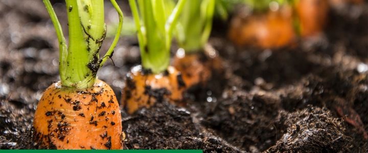 AMISTAR 250 SC 200ml 0,2L grzybobójczy zdjęcie 4