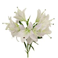 Lilia pojedyncza biała