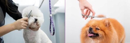 MASZYNKA DO STRZYŻENIA PSA PSÓW KOTÓW ZWIERZĄT GOLARKA ZESTAW CICHA 12W1 na Arena.pl