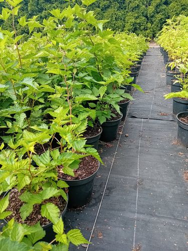 Malina okazała Olympic Double - Rubus spectabilis na Arena.pl