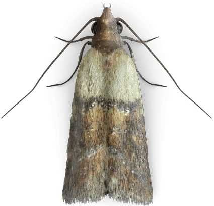 EXPEL - pułapka na mole spożywcze 2szt. na Arena.pl