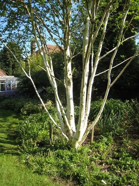 Brzoza wielopienna doorenbos 20-40cm P9 zdjęcie 3