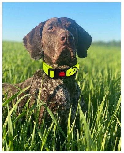 SMYCZ TRENINGOWA dla Psa MOCNA BIOTHANE PVC 3m na Arena.pl